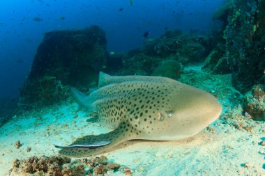 Okyanusun derinliklerinde kocaman deniz balıkları.