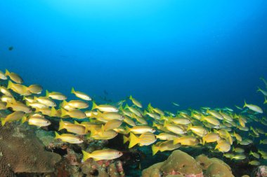 Derin mavi okyanusta sualtı manzaralı deniz sakinleri