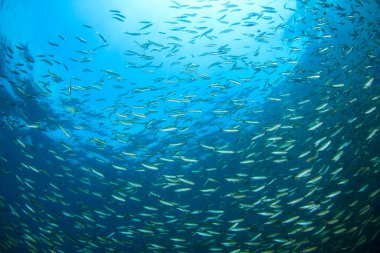 Derin mavi okyanusta sualtı manzaralı deniz sakinleri