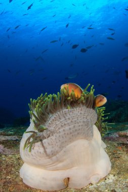 Derin mavi okyanusta sualtı manzaralı deniz sakinleri