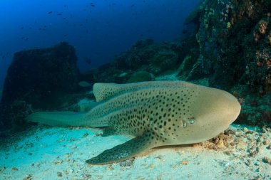 Okyanusun derinliklerinde kocaman deniz balıkları.