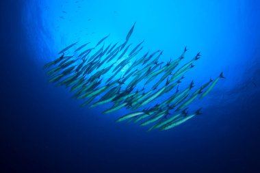 Derin mavi okyanusta sualtı manzaralı deniz sakinleri