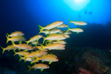 Derin mavi okyanusta sualtı manzaralı deniz sakinleri