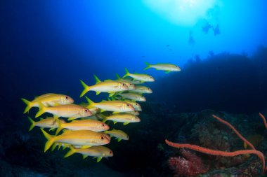 Derin mavi okyanusta sualtı manzaralı deniz sakinleri