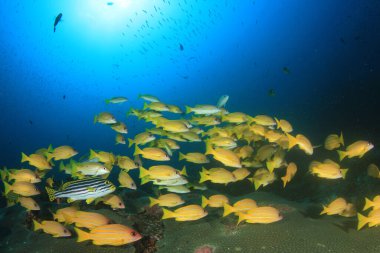 Derin mavi okyanusta sualtı manzaralı deniz sakinleri