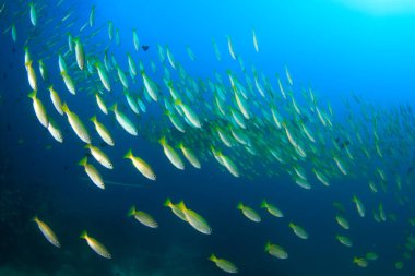 Derin mavi okyanusta sualtı manzaralı deniz sakinleri