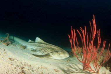 Okyanusun derinliklerinde kocaman deniz balıkları.