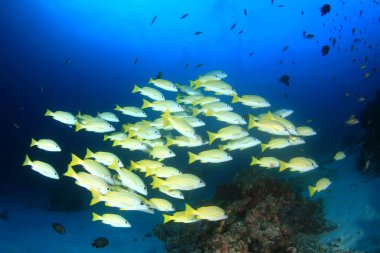 Derin mavi okyanusta sualtı manzaralı deniz sakinleri
