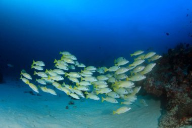 Derin mavi okyanusta sualtı manzaralı deniz sakinleri
