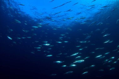 Derin mavi okyanusta sualtı manzaralı deniz sakinleri