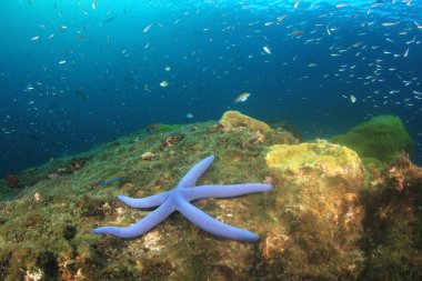 Dikenli Denizyıldızı Tacı