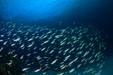 Derin mavi okyanusta sualtı manzaralı deniz sakinleri