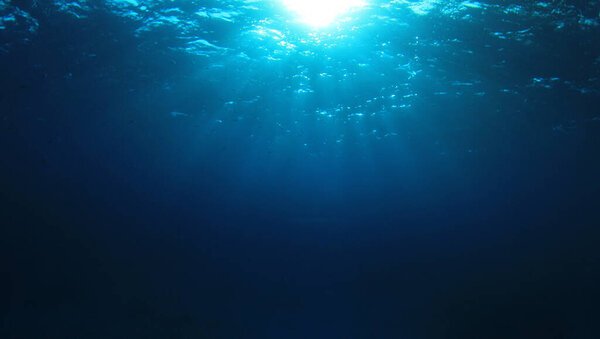 beautiful underwater landscape of the ocean