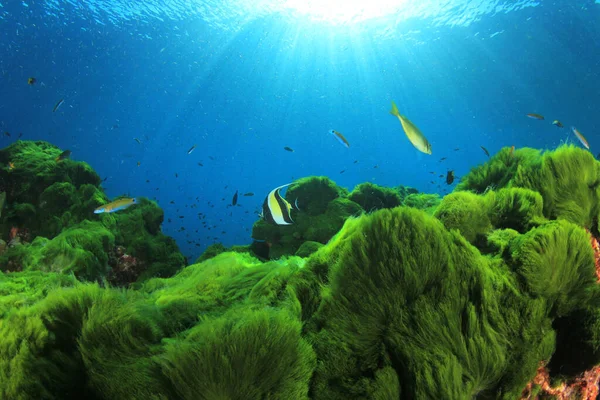 Habitants Marins Avec Scène Sous Marine Dans Océan Bleu Profond — Photo