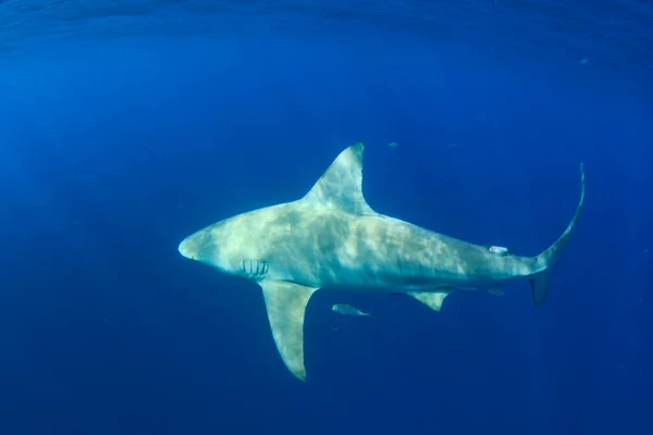 Tiburón Submarino Buceando Agua — Foto de Stock