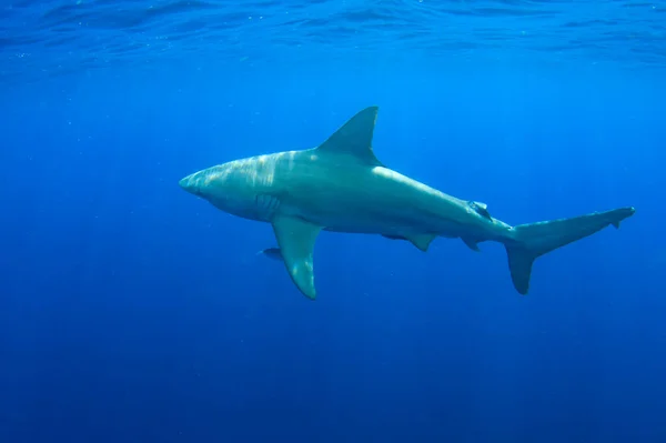 Tiburón Submarino Buceando Agua — Foto de Stock