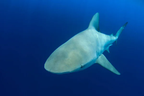 Tiburón Submarino Buceando Agua —  Fotos de Stock