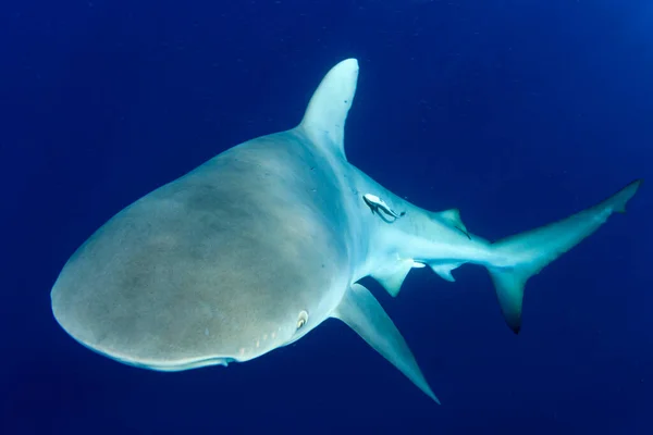 Mergulho Tubarão Subaquático Água — Fotografia de Stock