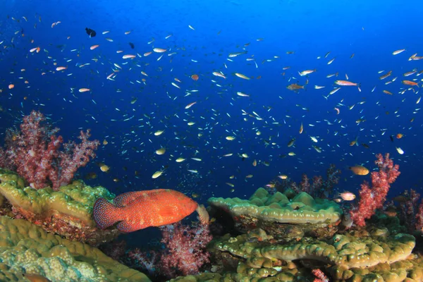 Habitantes Marinhos Com Cena Subaquática Oceano Azul Profundo — Fotografia de Stock