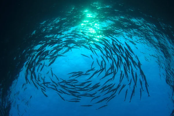 Habitants Marins Avec Scène Sous Marine Dans Océan Bleu Profond — Photo