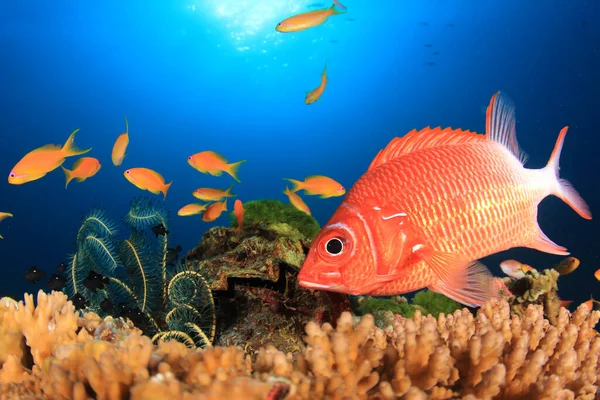 Zeebewoners Met Onderwater Scene Diepblauwe Oceaan — Stockfoto