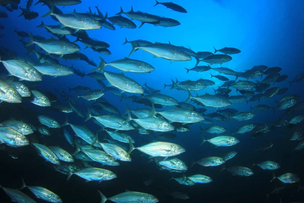 Tengeri Lakosok Víz Alatti Jelenettel Mélykék Óceánban — Stock Fotó