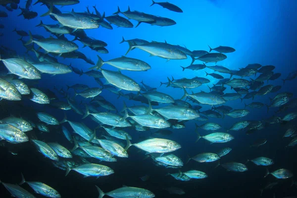 Habitants Marins Avec Scène Sous Marine Dans Océan Bleu Profond — Photo