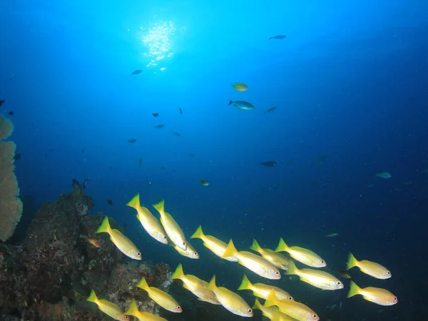 Zeebewoners Met Onderwater Scene Diepblauwe Oceaan — Stockfoto