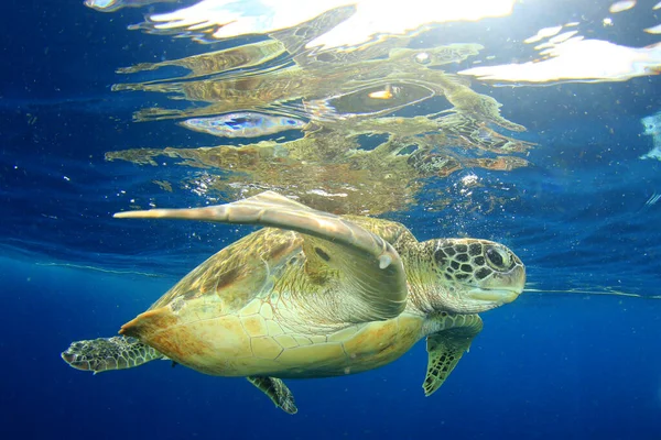 Tartaruga Gigante Nell Habitat Naturale Dell Oceano — Foto Stock