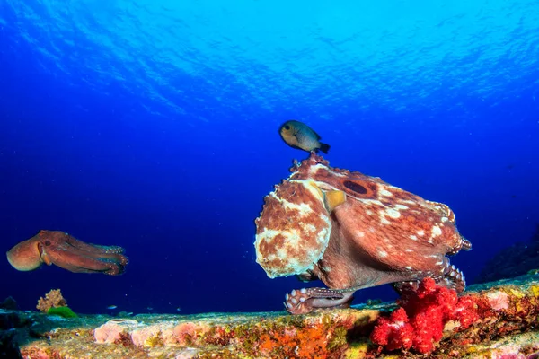 深海の海底に住む海洋生物は — ストック写真