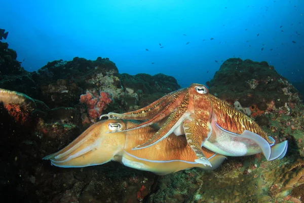 Faarao Cuttlefish Pari Pariutumisen — kuvapankkivalokuva