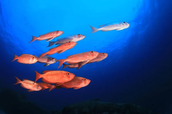 Zeebewoners Met Onderwater Scene Diepblauwe Oceaan — Stockfoto