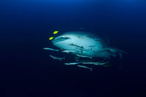 Undervannshai Liten Fisk Som Stuper Vannet – stockfoto