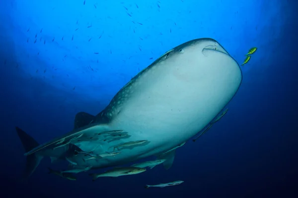 Tubarão Subaquático Peixinho Mergulhar Água — Fotografia de Stock