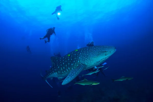 Buceadores Rodeados Tiburones Océano — Foto de Stock