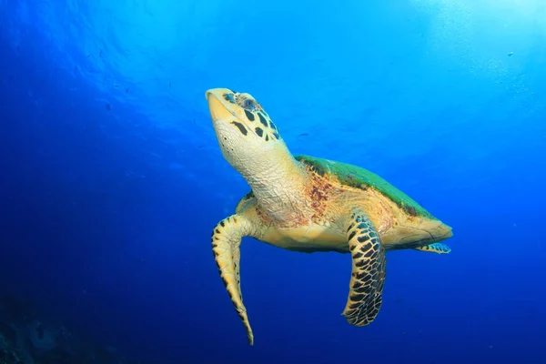 Tartaruga Gigante Nell Habitat Naturale Dell Oceano — Foto Stock