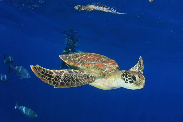 Tortuga Gigante Hábitat Natural Del Océano — Foto de Stock