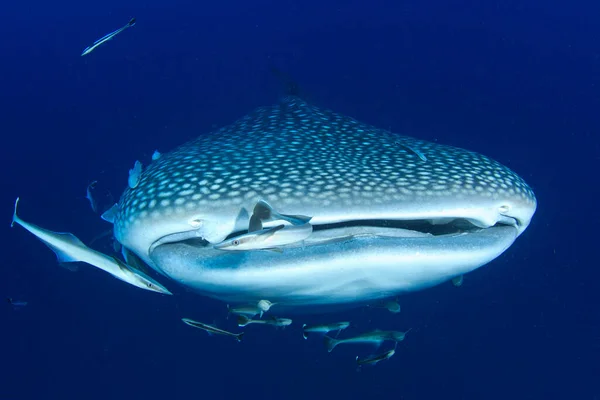 Habitantes Marinos Con Tiburones Océano Azul Profundo — Foto de Stock