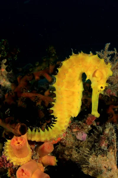 Underwater Sea Coral Reef Sea Horse Deep Water — Stock Photo, Image