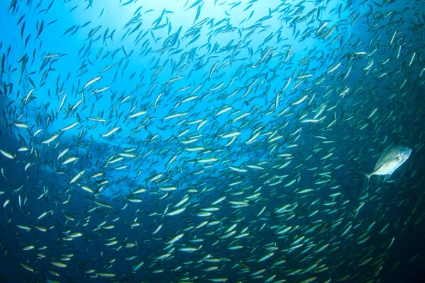 Mořští Obyvatelé Podvodní Scénou Hlubokém Modrém Oceánu — Stock fotografie