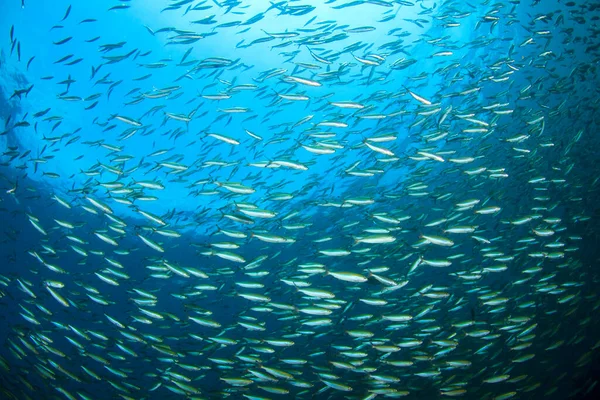 Морские Обитатели Подводной Сценой Глубоком Голубом Океане — стоковое фото