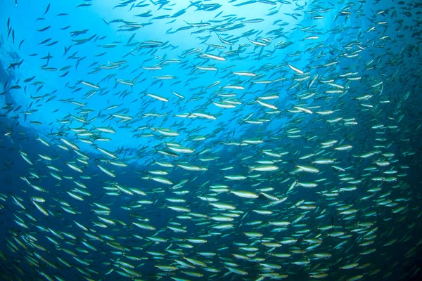 Abitanti Marini Con Scena Subacquea Profondo Oceano Blu — Foto Stock