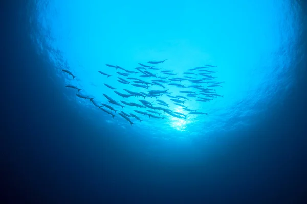 Habitantes Marinhos Com Cena Subaquática Oceano Azul Profundo — Fotografia de Stock