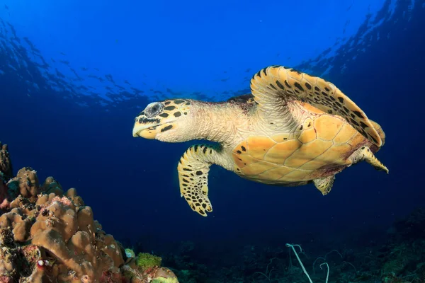 Kjempeskilpadde Naturlig Havmiljø – stockfoto