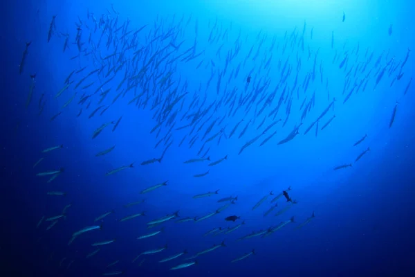 Habitantes Marinhos Com Cena Subaquática Oceano Azul Profundo — Fotografia de Stock