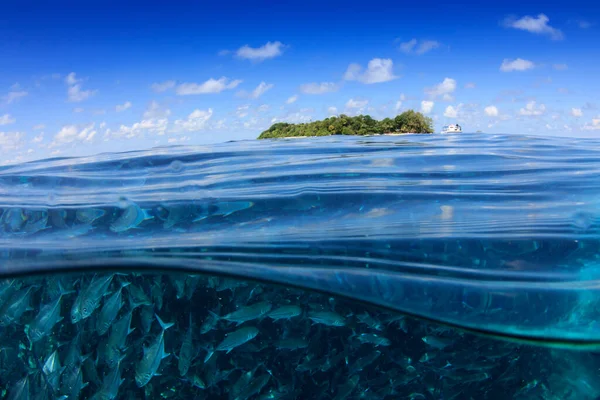 Habitantes Marinos Con Escena Submarina Océano Azul Profundo —  Fotos de Stock