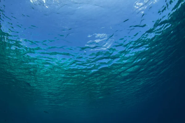 Kaunis Vedenalainen Maisema Meressä — kuvapankkivalokuva