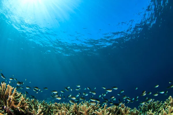 Habitants Marins Avec Scène Sous Marine Dans Océan Bleu Profond — Photo