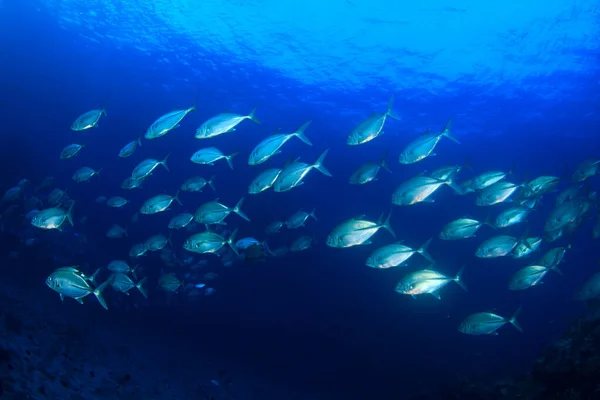 Zeebewoners Met Onderwater Scene Diepblauwe Oceaan — Stockfoto