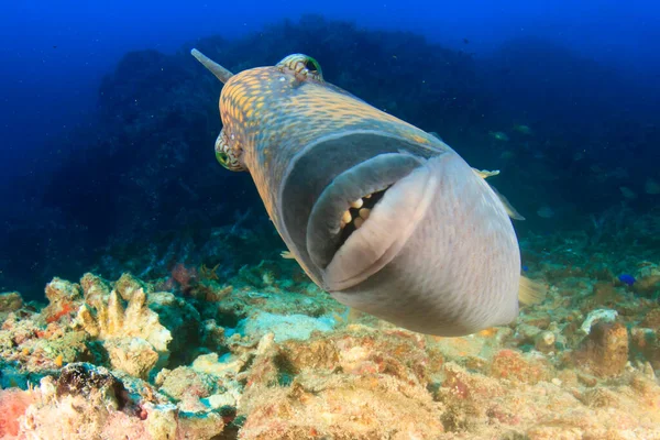 Huge sea fish in the depth of the ocean